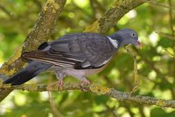 XC379281 - Pigeon ramier - Columba palumbus.mp3