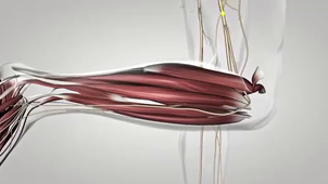 Le réflexe myotatique-Bilan.mp4