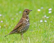 XC595402 - Grive musicienne - Turdus philomelos.mp3