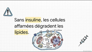 La régulation de la glycémie