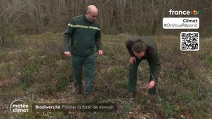 Extrait du journal météo et climat du 6 avril sur l'adaptation par l'ONF des forêt en Deux Sèvres