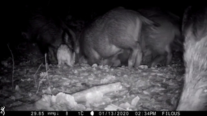 Piege-photo-12 décembre 2025.mp4