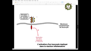 Récepteur membranaire et activation leucocytaire