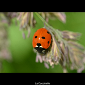 La Coccinelle.