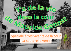 sauterelle verte.mp3